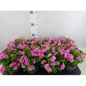 Pelargonium gran.   ..