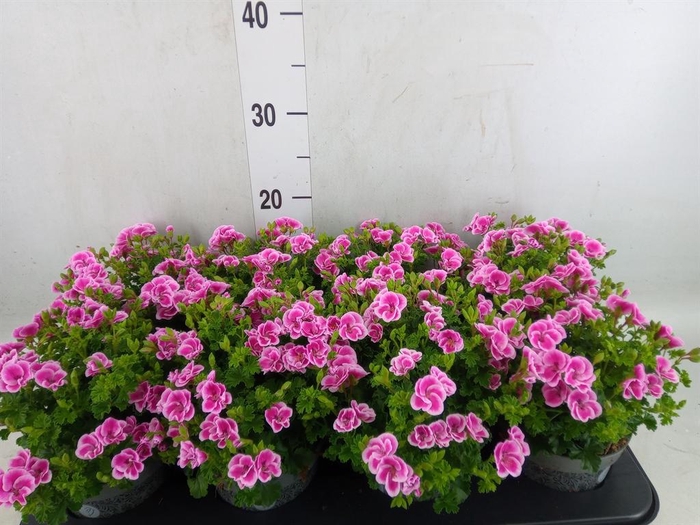 <h4>Pelargonium gran.   ..</h4>