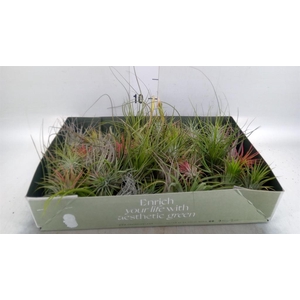 Tillandsia