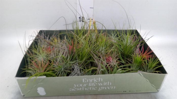 <h4>Tillandsia</h4>