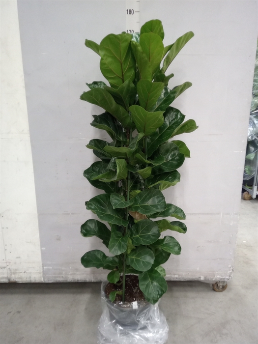 <h4>Ficus lyrata 'Bambino'</h4>