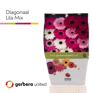 Gerbera diamond mix lilac