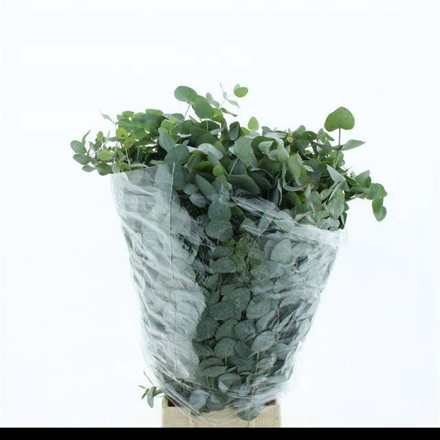 <h4>EUC CINEREA PER BOS</h4>