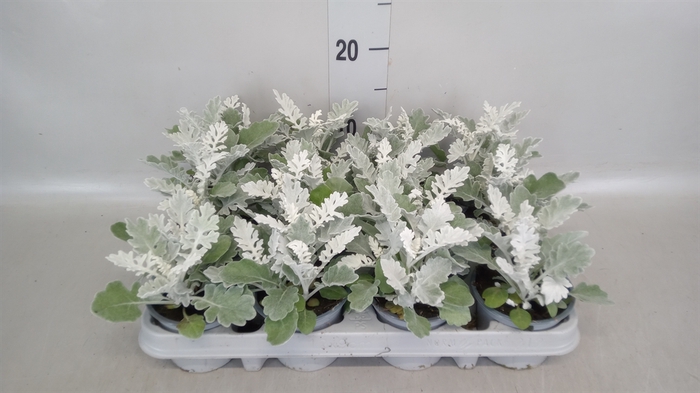 <h4>Jacobaea maritima</h4>