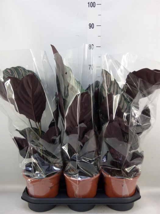 <h4>Calathea sanderiana</h4>