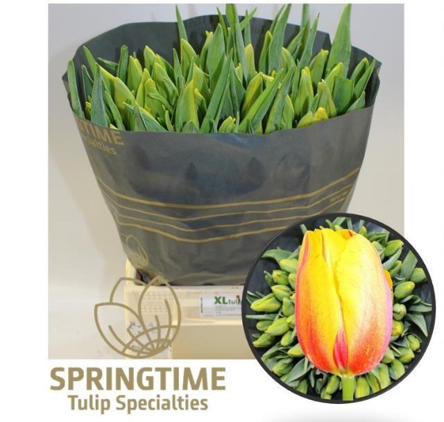 <h4>TU EN LA COURTINE</h4>