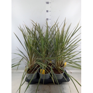 Cordyline austr. 'Variegata'