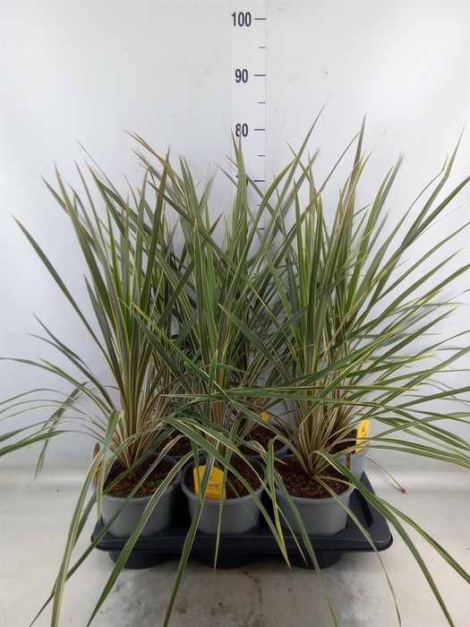 <h4>Cordyline austr. 'Variegata'</h4>