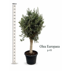OLEA EUROPAEA