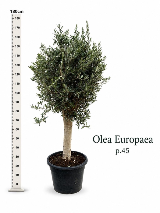 <h4>OLEA EUROPAEA</h4>