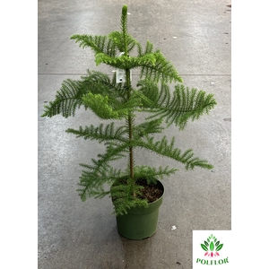 Araucaria Heterophylla 21Ø 80cm 1pp