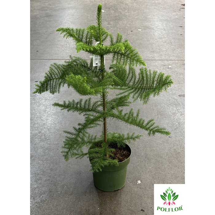 <h4>Araucaria Heterophylla 21Ø 80cm 1pp</h4>