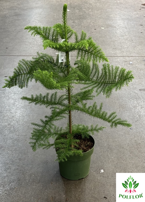 Araucaria Heterophylla 21Ø 80cm 1pp