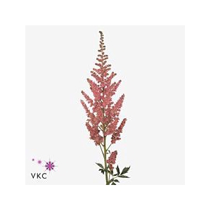 Astilbe vision in pink