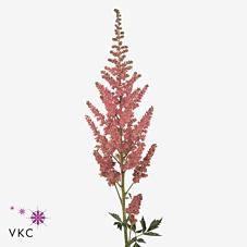 <h4>Astilbe vision in pink</h4>