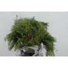 SCHINUS MOLLE