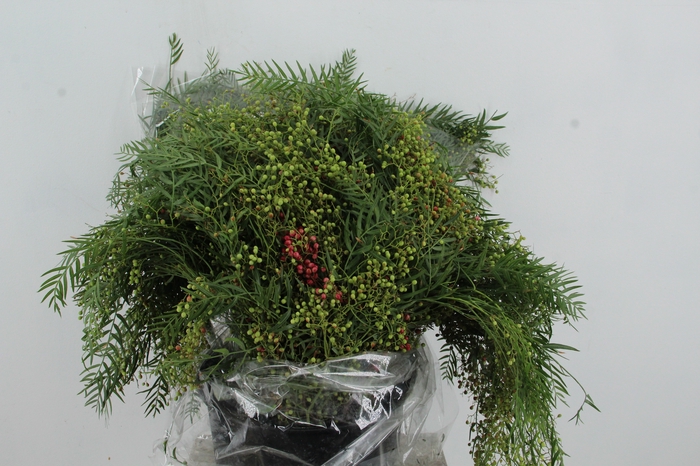 SCHINUS MOLLE