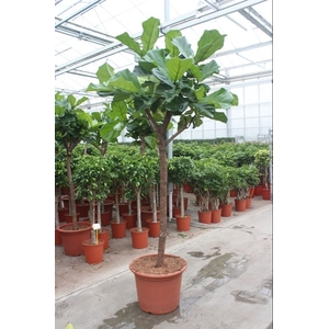 Ficus lyrata