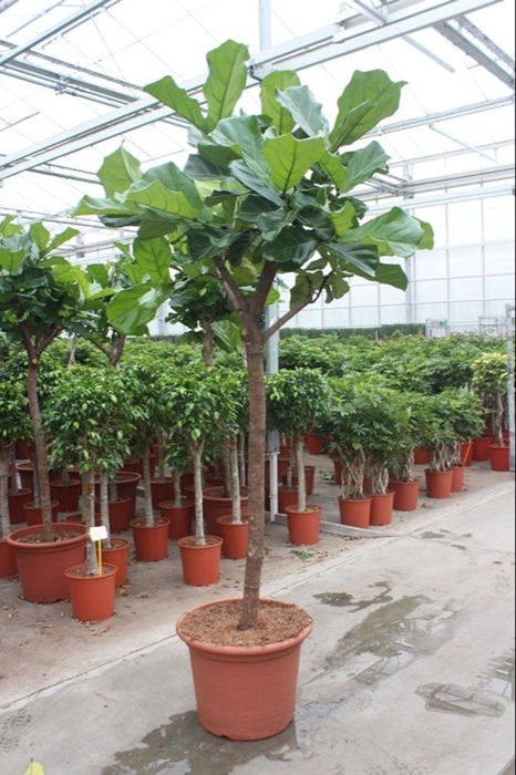 Ficus lyrata