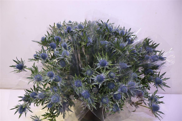 <h4>Eryn Aquarius Qstar X5</h4>