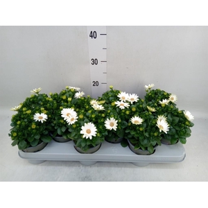 Osteospermum  'Margarita Cream'