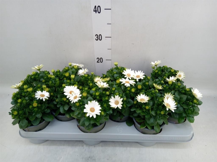 <h4>Osteospermum 'Margarita Cream'</h4>