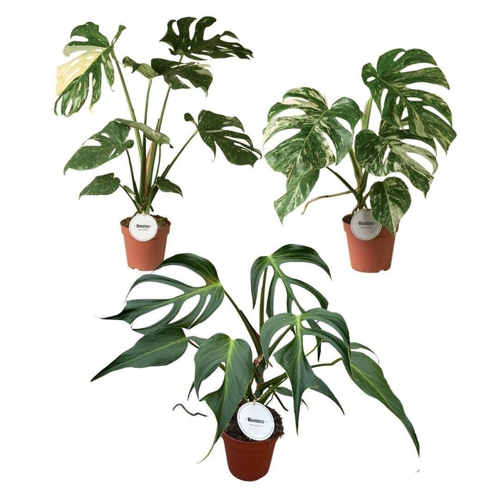 <h4>MONSTERA OV</h4>
