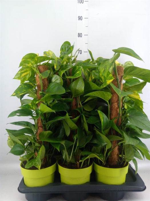 <h4>Epipremnum pinn.   ...moss stick</h4>
