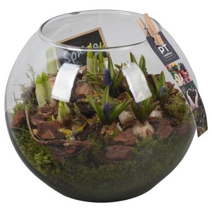 PTBM3956 Arrangement Flower Bulbs Mix in glazen bol