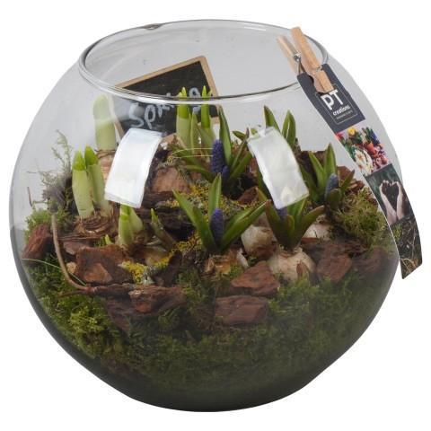 <h4>PTBM3956 Arrangement Flower Bulbs Mix in glazen bol</h4>