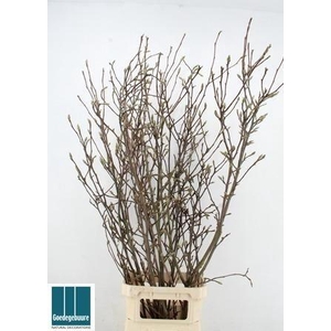 MAGNOLIA GRANDIFLORA