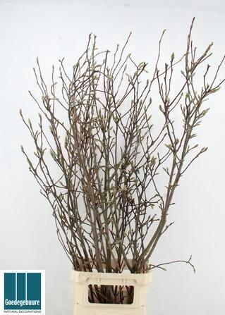 <h4>MAGNOLIA GRANDIFLORA</h4>