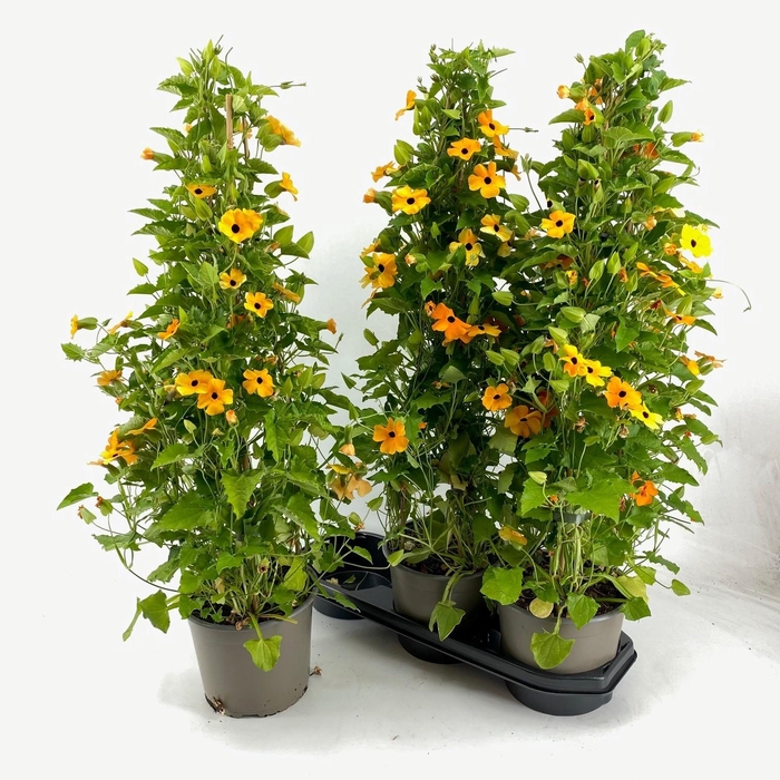 <h4>Thunbergia P19 Pyramide</h4>