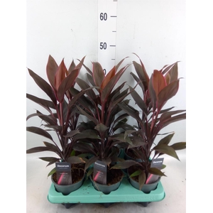 Cordyline fruti. 'Tango'