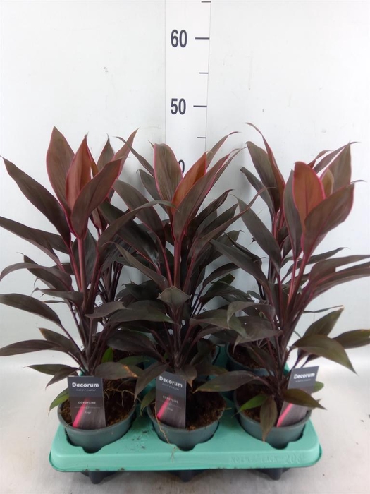 <h4>Cordyline fruti. 'Tango'</h4>