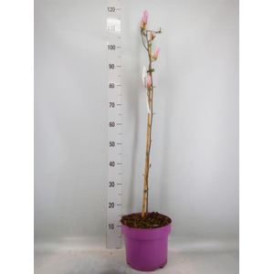 Magnolia  'George Henry Kern'