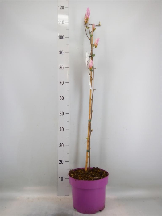 <h4>Magnolia 'George Henry Kern'</h4>