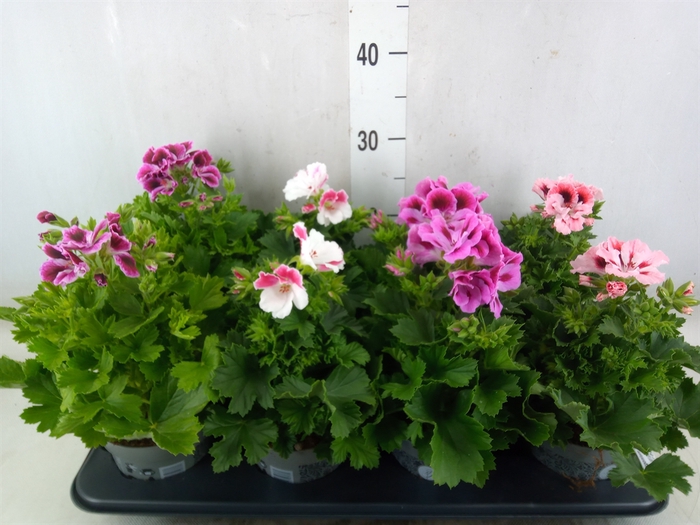 <h4>Pelargonium gran.   ...mix</h4>