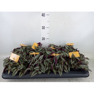 Tradescantia zebr. 'Purpusii'