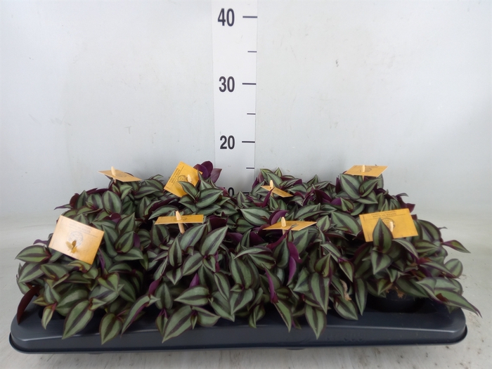 <h4>Tradescantia zebr. 'Purpusii'</h4>