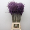 Dried Stipa Feather Orange
