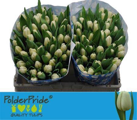 <h4>Tu En Antarctica</h4>