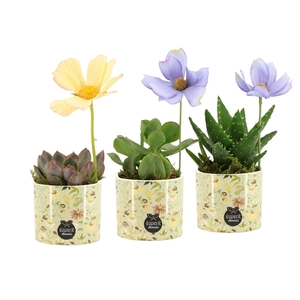 11695: Consideration arrangement