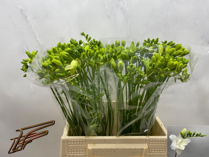 <h4>FR DU VOLANTE</h4>