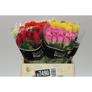 Rosa Gr Gemengd In Fust