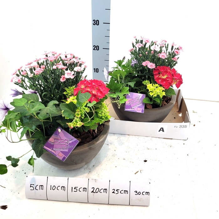 <h4>ARR TUINPLANTEN</h4>