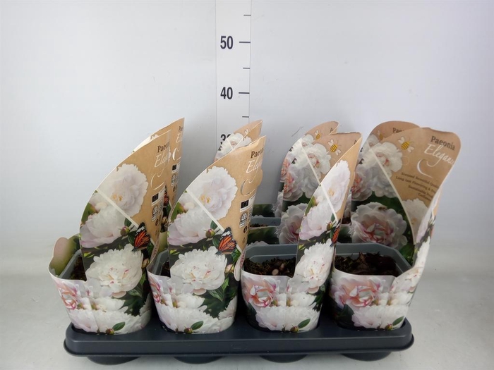 <h4>Paeonia   ...</h4>