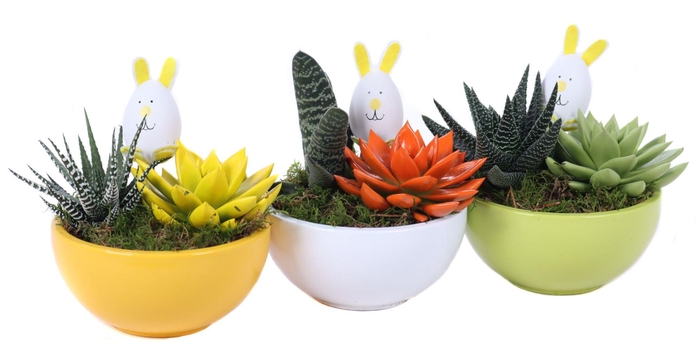 <h4>Opgemaakte paasschalen met echeveria, succulenten en bijsteker</h4>