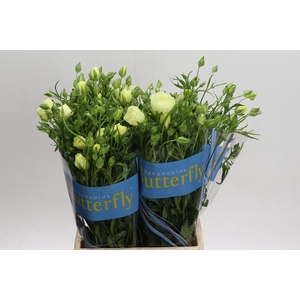 Ranunculus Butterfly Litai