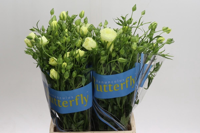 <h4>Ranunculus Butterfly Litai</h4>